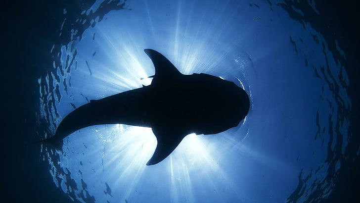 Shark Silhouette Underwater Ocean Sea Sunlight Desktop Background Images, HD wallpaper