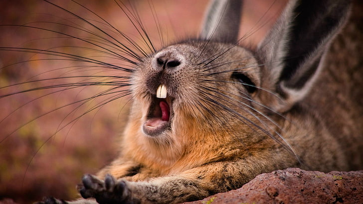 brown rabbit, yawning, wildlife, animals, mammals, animal themes, HD wallpaper
