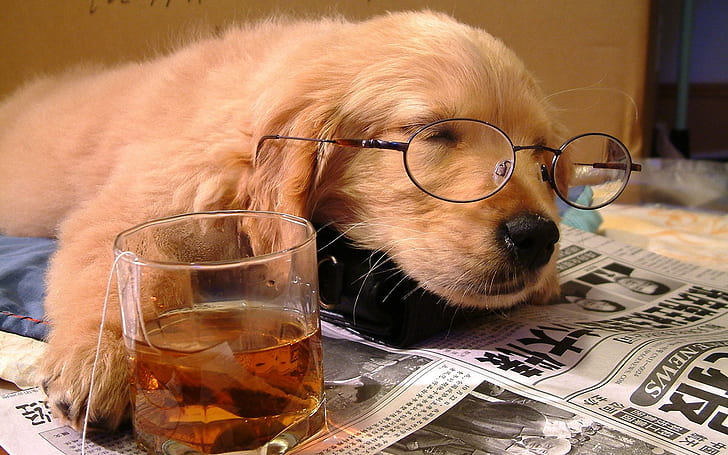 HD wallpaper: Tired Dog, funny, drink, cute, glasses, animals | Wallpaper  Flare