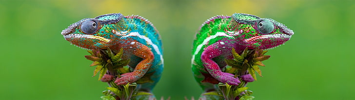 multicolored chameleon, chameleons, animals, animal themes, one animal, HD wallpaper