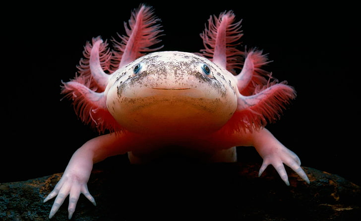 pink Ixoliot fish, Axolotl Salamander, animals, macro, underwater