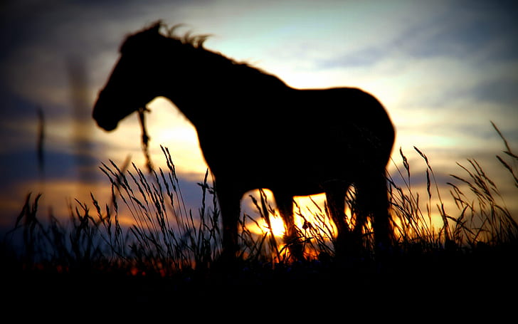 Horse Silhouette Sunset Grass HD, silhouette of horse, animals