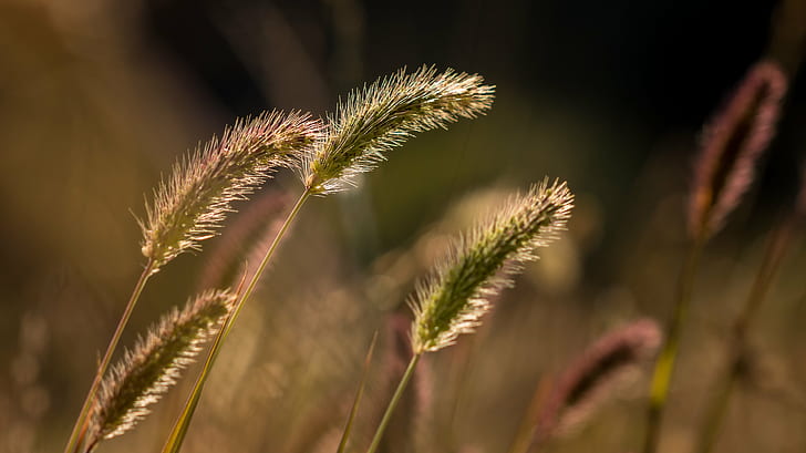 close-up photo of plants, le, vent, Grasses, flora, flore, lumière