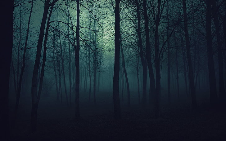 row of trees, forest, spooky, dark, landscape, nature, plant