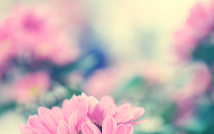 flowers, blurred, HD wallpaper