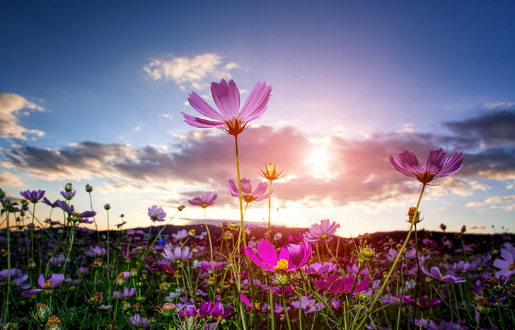 pink flowers under white clouds, goodbye, e-pl5, cosmos, fall, HD wallpaper