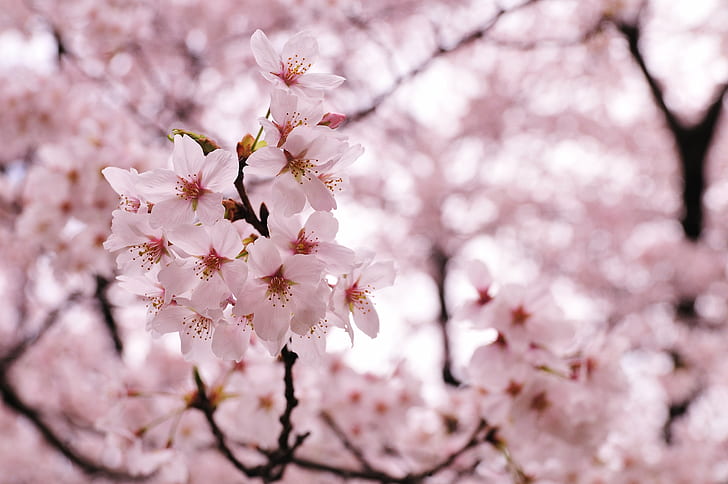 white petaled flowers, Cherry blossoms, 花, Plant, 植物, 春