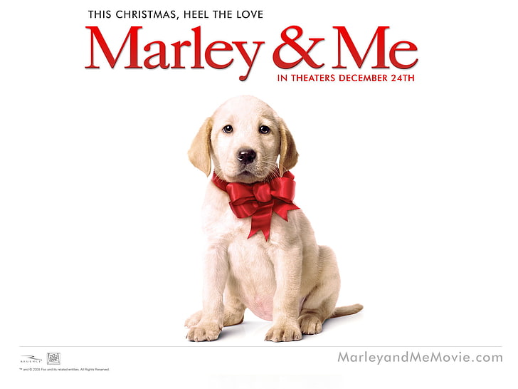 Marley & Me Dog, text, canine, mammal, one animal, pets, domestic animals