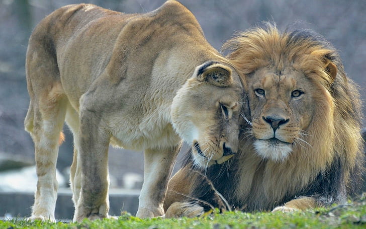 HD wallpaper: Animal's love, lion and lioness | Wallpaper Flare