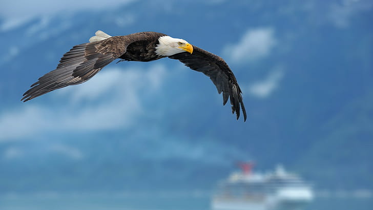 Flying Bald Eagle, bald eagle, animals, HD wallpaper