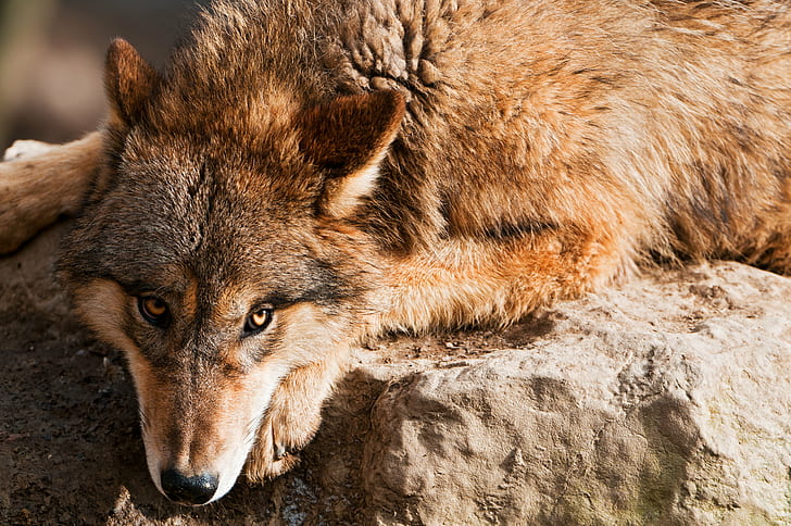 brown wolf during daytime, Submissive, canine, canid, mongolian, HD wallpaper