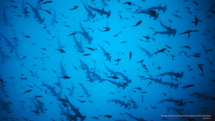 School of Hammerhead Shark, Cocos Island, Costa Rica, Ocean Life, HD wallpaper