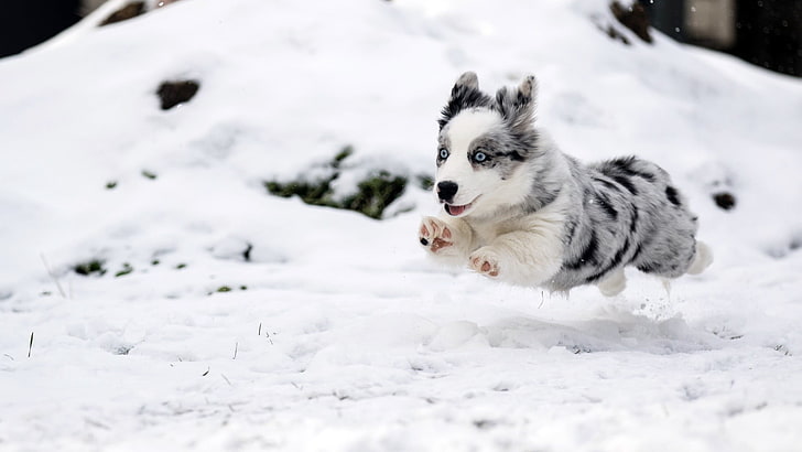short-coated gray dog, snow, winter, animals, baby animals, animal themes