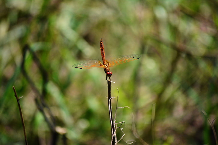 dragonflies, sunlight, one animal, plant, animal wildlife, focus on foreground