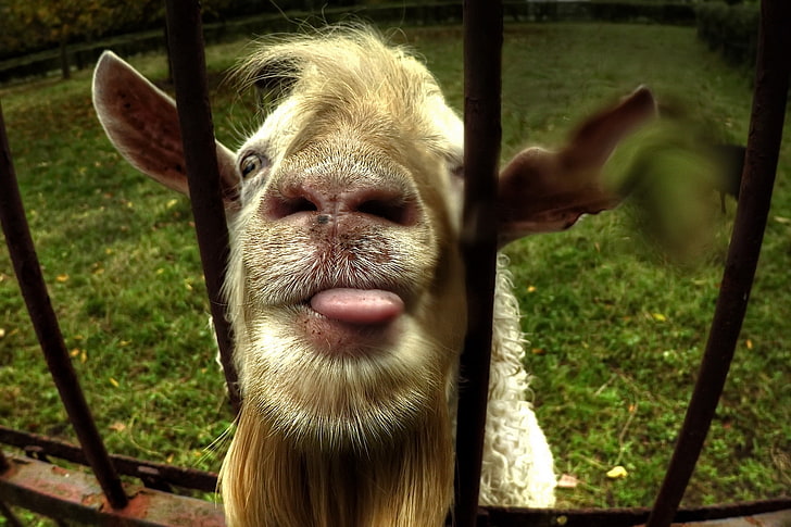 Featured image of post Goat Wallpaper Funny You can also upload and share your favorite goat wallpapers