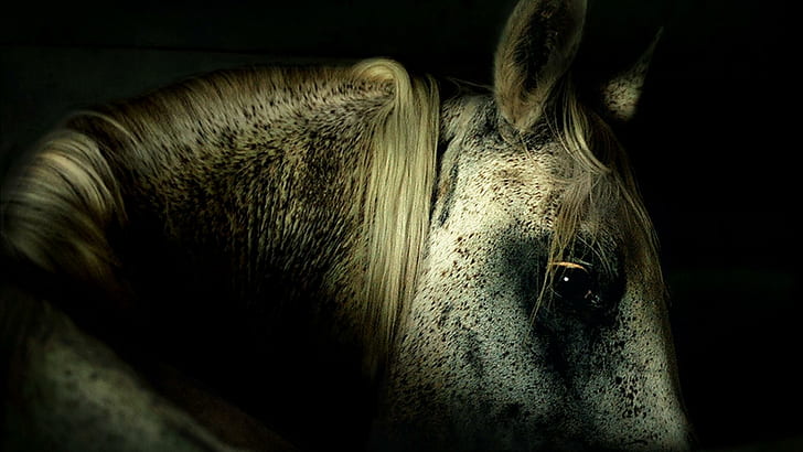 Shadow Horse, horses, animals, white horses, ponies, nature, HD wallpaper