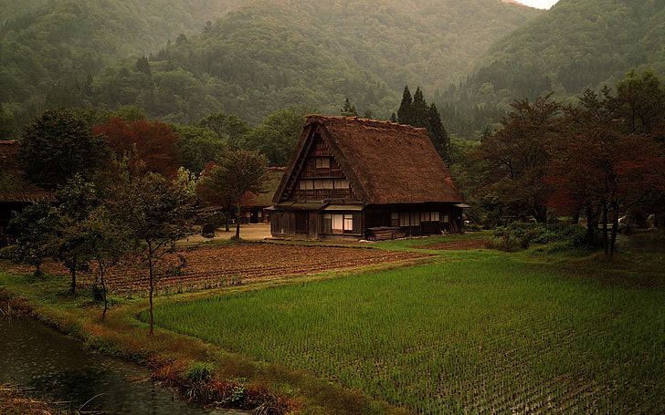 brown wooden house, nature, cabin, grass, forest, Japan, plant
