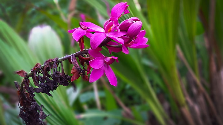 pink and purple petaled flower, orchids, flowers, plant, flowering plant