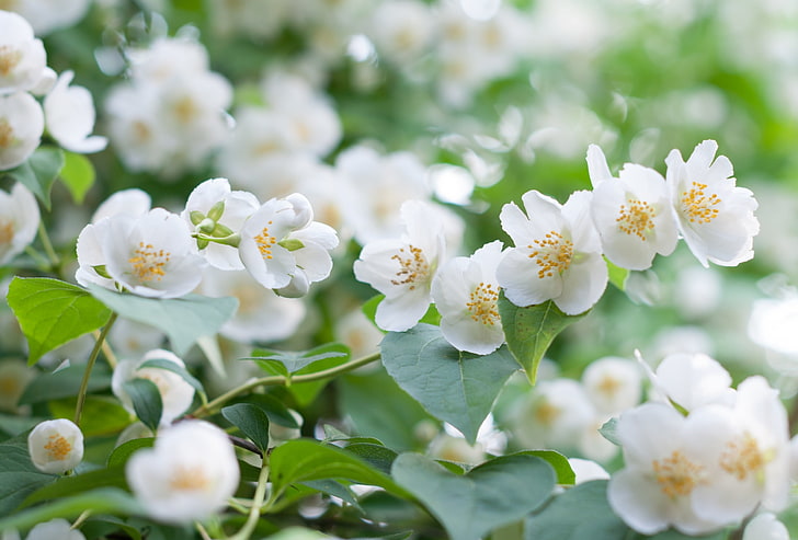 white tree blossoms, macro, Bush, Jasmine, flower, flowering plant