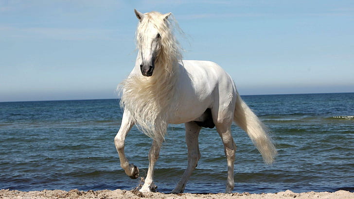 A Beautiful Horse, beach, mare, animals