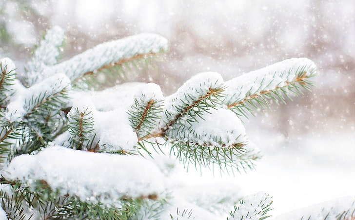 Snow Falling on Pine Trees HD Wallpaper, green pine tree, Seasons