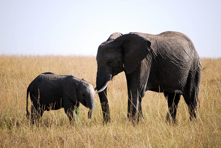 black elephant, elephant, baby, Masai Mara, Animal Planet, africa