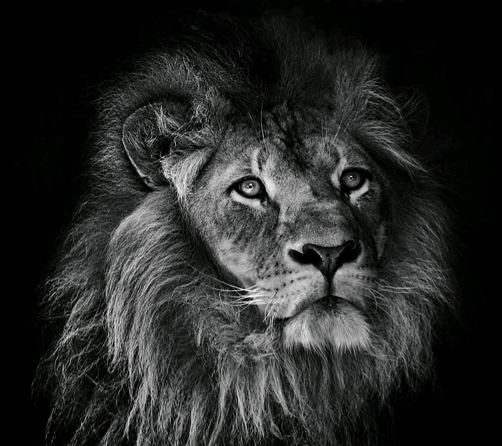 grayscale photography of lion, animals, mammal, animal themes, HD wallpaper