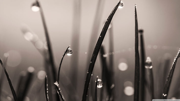 green leafed plant, nature, macro, water drops, sepia, plants