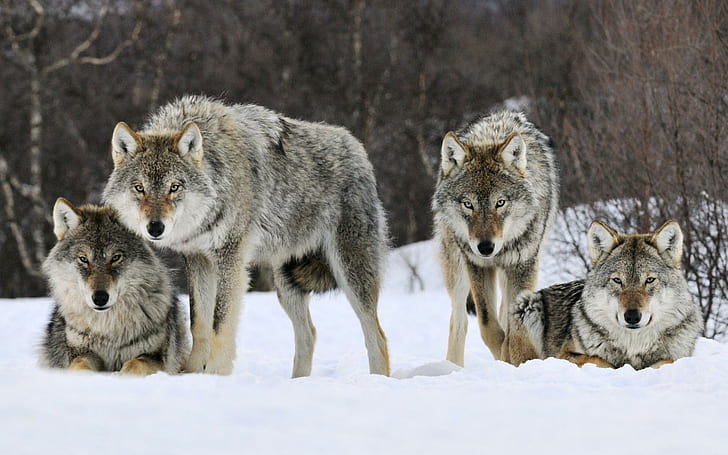 Gray Wolves, spirit, mythical, pack, wolf, norway, beautiful