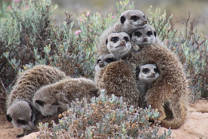 group of gray and brown fur animals, meerkats, much, pressed