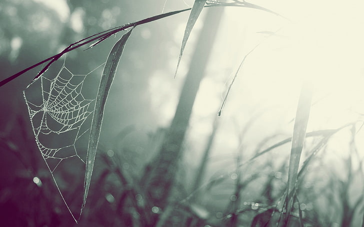 spider web, selective focus photography of spider web on green leaf, HD wallpaper