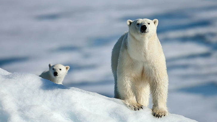 polar bears, animals, snow, cubs