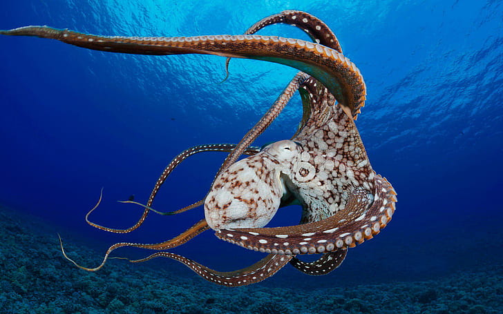 Octopus Ocean Shellfish Corals Images, fishes, HD wallpaper