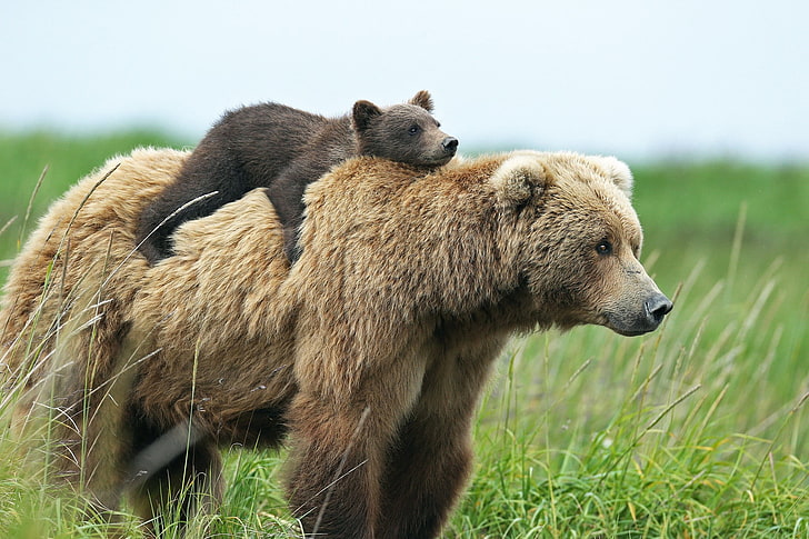 brown bear, animals, bears, baby animals, cubs, animal wildlife, HD wallpaper