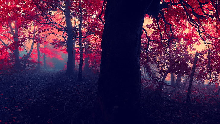 red leafed tree lot, landscape photography of trees, fall, forest