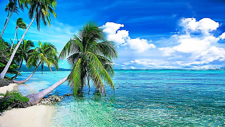 Hd Wallpaper Summer Background Tropical Beach With Palmi Okean With Crystal Clear Water And White Clouds In The Sky Desktop Wallpaper Download Free 1920 1200 Wallpaper Flare
