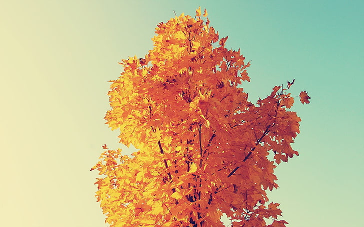 brown tree, yellow leafed tree, maple leaves, nature, fall, trees