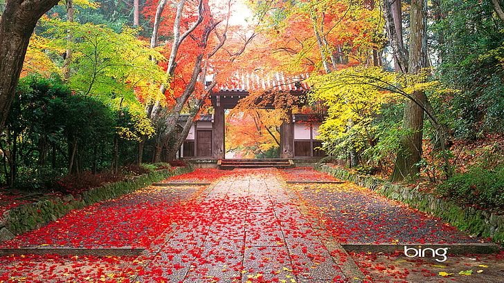 maple, nature, autumn, leaves, fall, leaf, foliage, season, HD wallpaper