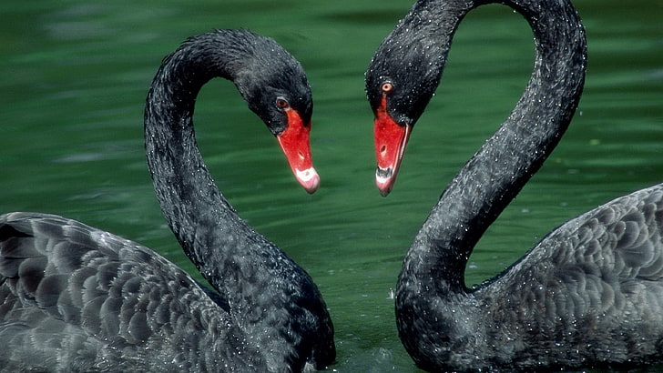 Beautiful Pair Of Black Swans Desktop Wallpaper Hd For Mobile Phones And Laptops