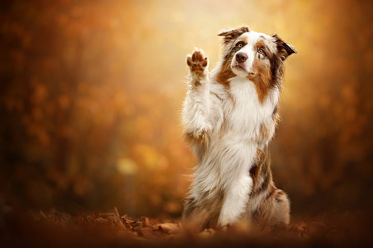 autumn, leaves, pose, background, paw, dog, Australian shepherd, HD wallpaper