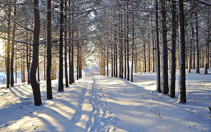 Winter, snow, trees, forest, road, HD wallpaper