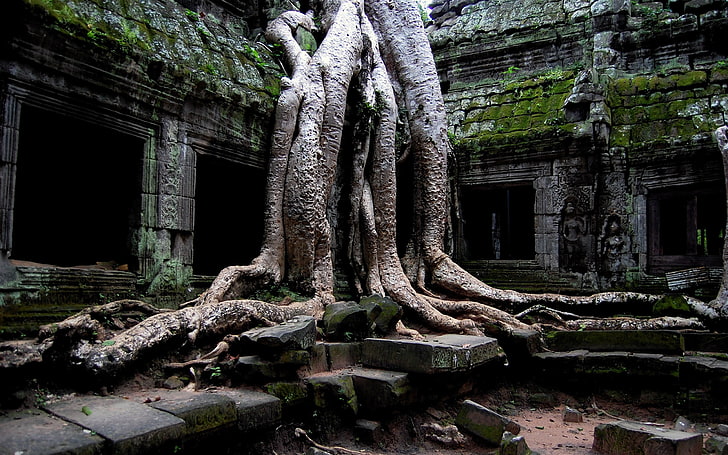 Thailand historical site, trees, ruin, roots, Cambodia, temple