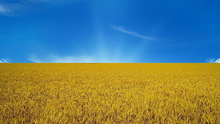HD wallpaper: blue sky, wheat, field, ecosystem, yellow, golden, crop, plain  | Wallpaper Flare