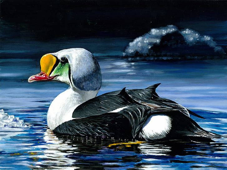 black and white duck on body of water, Photo, the Week, Junior Duck Stamp