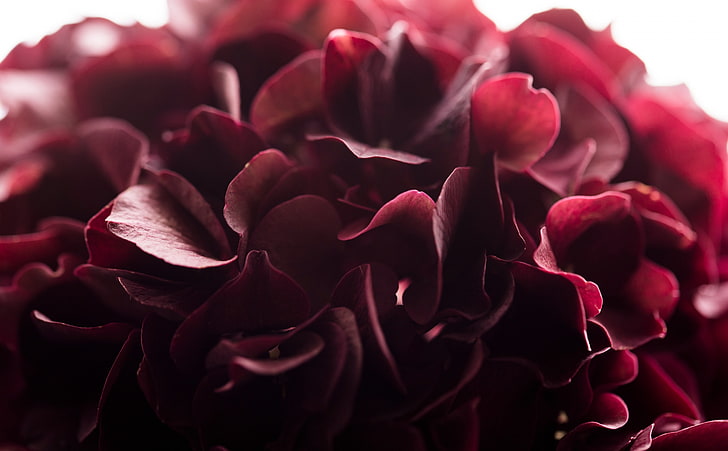 Dark Red Flower Macro, Aero, Color, Petals, Burgundy, redflower, HD wallpaper