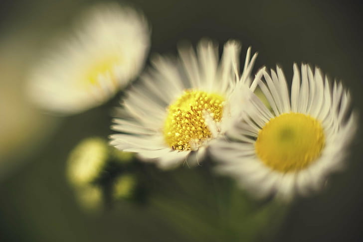 selective focus photography white-and-yellow petaled flowers, HD wallpaper