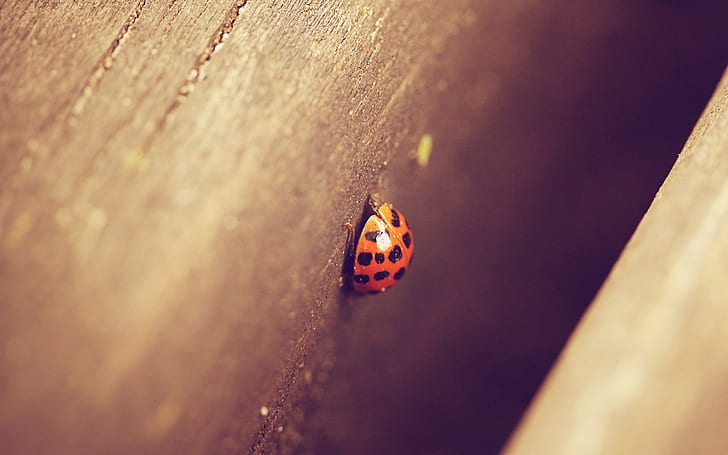 ladybugs, macro, depth of field, insect, HD wallpaper