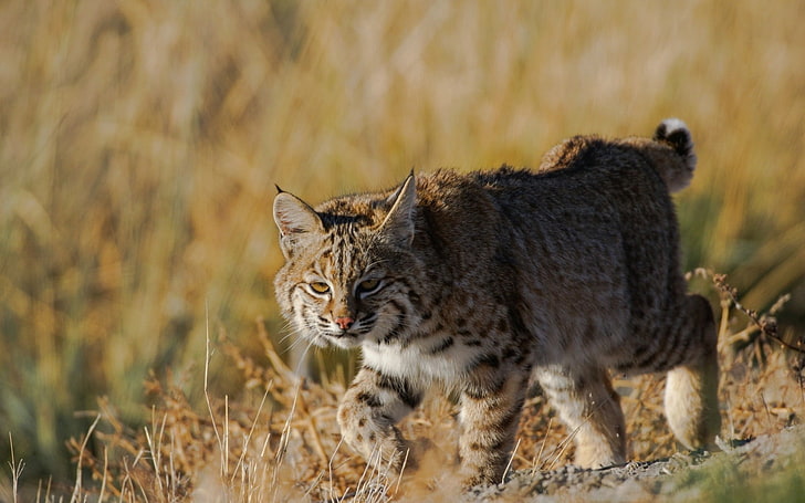 brown and black Lynx, wild cat, grass, predator, mammal, feline