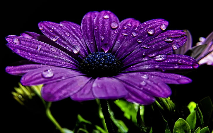 nature, flowers, purple, purple flowers, macro, closeup, water drops, HD wallpaper
