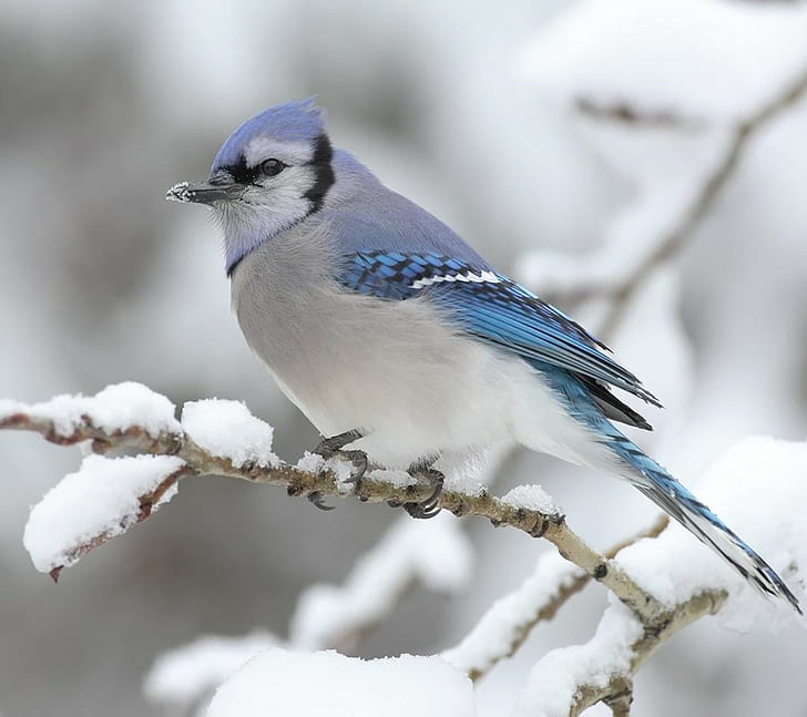 animals, birds, blue jays, snow, HD wallpaper